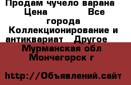 Продам чучело варана. › Цена ­ 15 000 - Все города Коллекционирование и антиквариат » Другое   . Мурманская обл.,Мончегорск г.